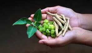 Immunity Booster Ashwagandha, wholesale immunity booster ashwagandha best immunity booster ashwagandha wholesalers by That Broken Pen