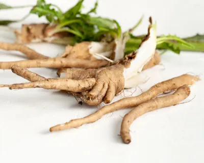 Organic Chicory by PT Citra Rencana Cemerlang