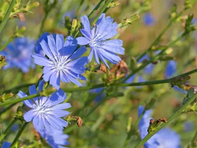 Chicory Powder by Aruna Traders