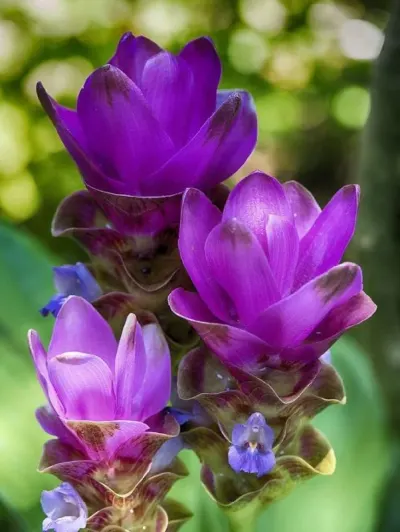 Curcuma fresca en raiz. by Inversiones Los Manantiales, C.A