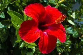 HIBISCUS TEA by CEO