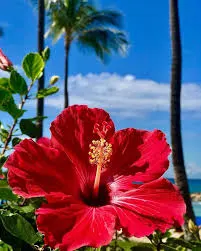 Hibiscus Cut Flower by Herbseic
