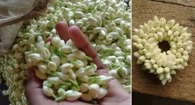 Jasmine Flower by Ekspor Indonesia AJA
