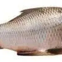 King Fish by Greenways Marine Exports