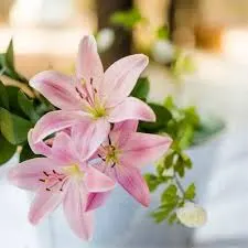 Lillies Oriental by Penziflora
