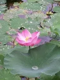 Pink Lotus Flower by Get Flowers Daily