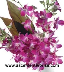 Fresh orchids cut flowers by TSA