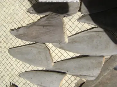 Blue Shark Hgt by Zhouyu Aquatic Co., Ltd