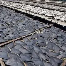 Deep Sea Shark Liver Oil by Greenzons
