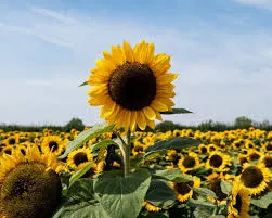 Vital Sunflower Oil & Private Label Available by VITAL FOODS FACTORY LLC