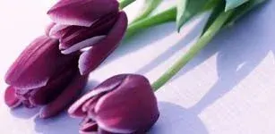 Tulip by Shrimi International Trade Pvt. Ltd.
