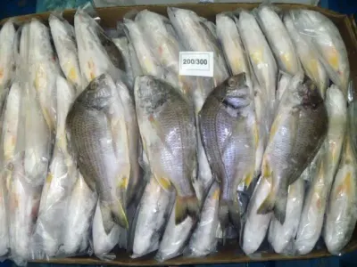 Barracuda Fish by Reva Fisheries