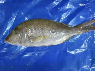 Smalltooth Emperor Fish by Thunnus Company Pvt Ltd