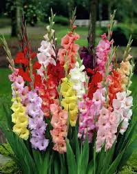 Gladiolus flower by Bharatiya Kisan Sangathan