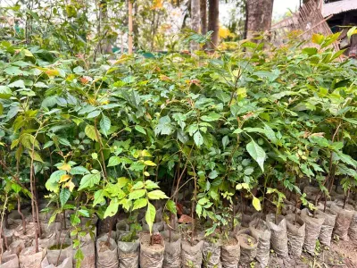 Hemlock, herb, dried by Fito-export PE