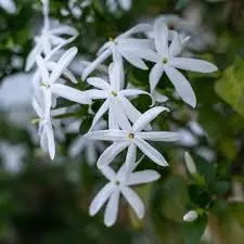 Jasmine Flower by Reddis N.P. International
