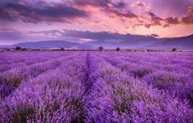 Lavender Oil Bulgarian by oudbliss