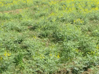 Senna Leaves by S.N Mehandi Industries