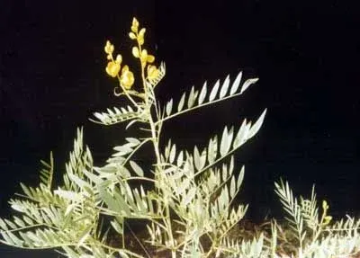 Senna Leaves by Kiot Foods Pvt. Ltd.