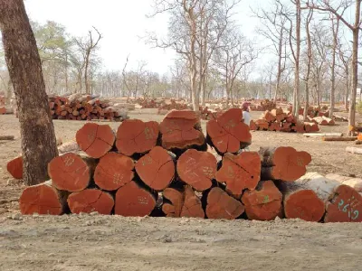 Wood Pallets by Ecofarm Joint Stock Company