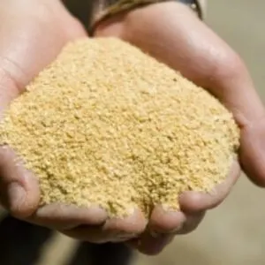 Soybean Meal