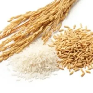 Wheat Grain For Sale