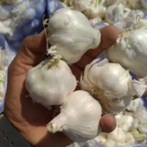 White Garlic