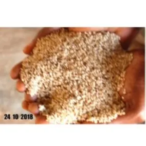 Sesame Seeds