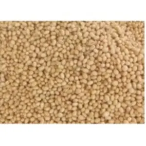 Soybean Seeds