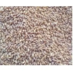 Wheat Seeds
