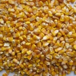 Yellow Corn Food