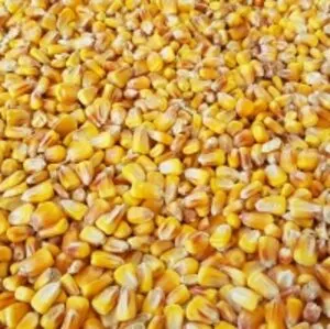 Corn Feed