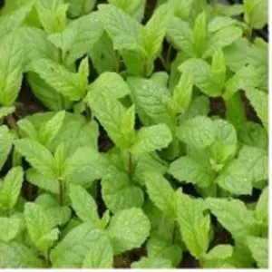 Mentha Essential Water