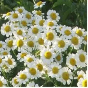 Chamomile Essential Oil