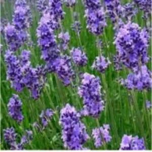 Lavender Essential Water