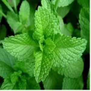 Mentha Essential Oil