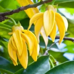 Ylang-Ylang Essential Oil