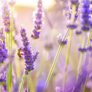 Lavender Essential Oil