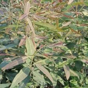 Eucalyptus Essential Oil