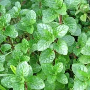 Peppermint Essential Oil