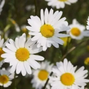Chamomile Essential Oil