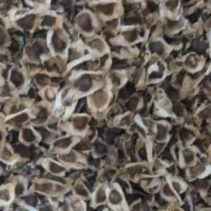 Moringa Seeds Pkm1 Variety