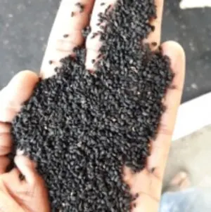 Nigella Seeds