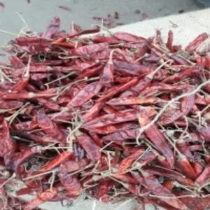 Dry Red Chilly S17
