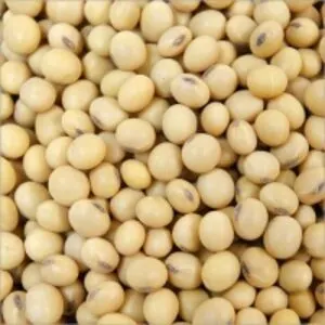 Non- Gmo Soybean Seed