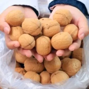 Walnuts In Shell And Kernels
