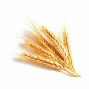 Wheat