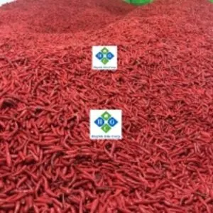 Fresh Red Chili