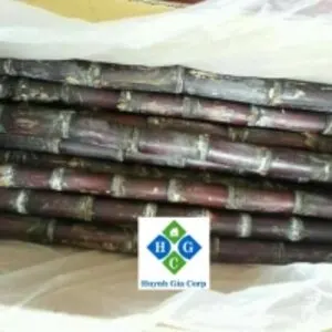 Fresh Raw Sugarcane