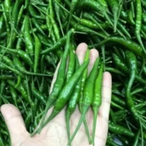 Fresh Green Chili